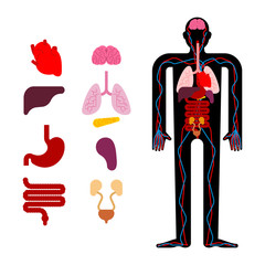 Human anatomy organs Internal. Systems of man body and organs. medical systems. vector illustration