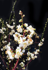 Black background with Blossoming apple tree twig with white flowers.
