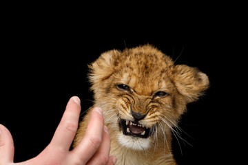 Fototapeta na wymiar Portrait of Frightened Lion Cub With grin face hissing at human hand Isolated on Black Background