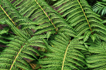 Green leaves of fern.