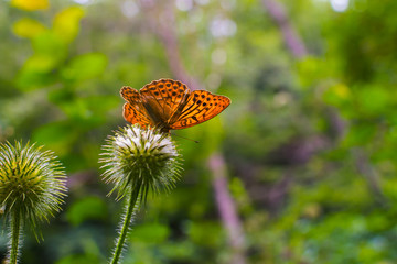 Fototapeta na wymiar orange butterfly in the forest on a plant