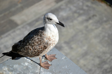 Mediterranean gull with black bill  
