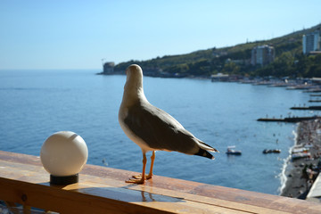 The Seagull on the railing of the restaurant on the background of blue sea surface 