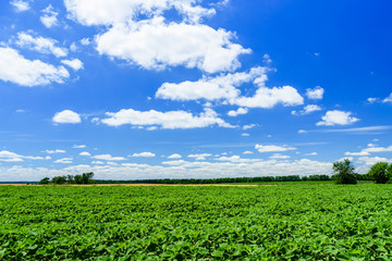 Field of the young unripe sunflowers under blue sky and clouds