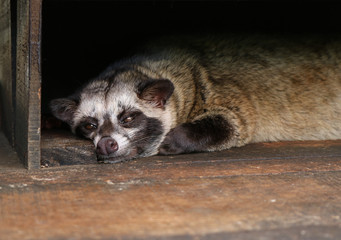 Close up of a Luwak, also called Asian palm civet resting in the shade on a Kopi Luwak coffee...