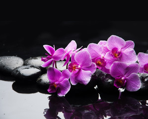 still life with lying on pink orchid and black stones 