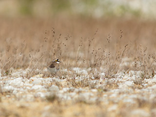 The little ringed plover, Charadrius dubius