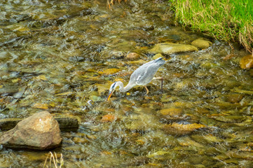 飛騨高山の宮川で魚を狙う青鷺