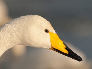 The whooper swan (Cygnus cygnus) on a bright winter day