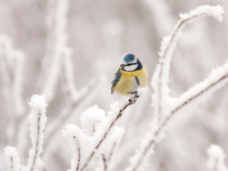 Lovely Blue tit (Cyanistes caeruleus) sitting on the branch in the white snow