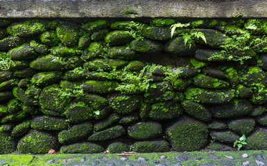 Texture of stone wall with green moss