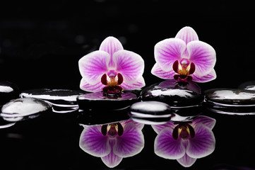 Fototapeta na wymiar Two orchid on black stones reflection 