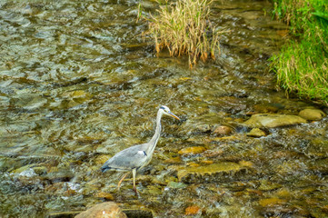 飛騨高山の宮川で魚を狙う青鷺
