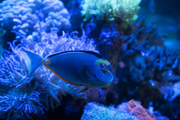 Blonde naso tang fish swimming