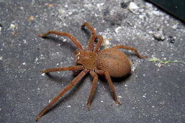 Badge Huntsman Spider.. 'Neosparassus diana'
