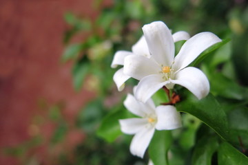 orange jasmine flower in white color giving mild fragrance when blooming