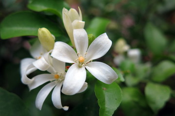 orange jasmine flower in white color giving mild fragrance when blooming