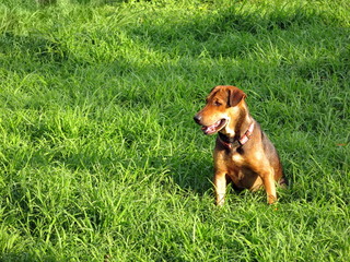 lonely dog in the green grass field