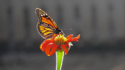 Mariposa Monarca sobre una flor