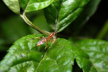 Orange Caterpillar Parasite Wasp 'Netelia producta'