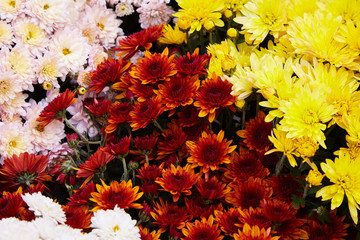 Chrysanthemum flowers as a background close up. Colorful Chrysanthemums. Chrysanthemum wallpaper. Floral background. Selective focus.