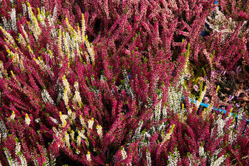 Calluna vulgaris (known as common heather, ling, or simply heather). Diversity of plants in city...