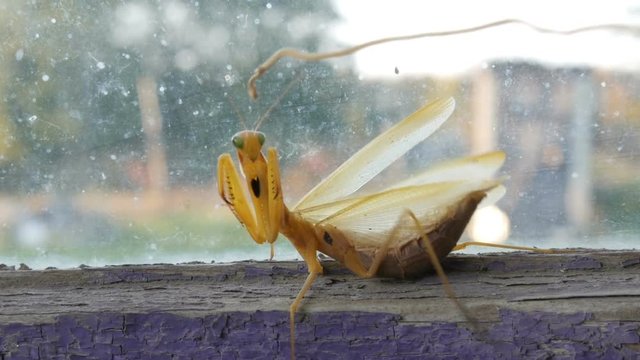 Aggressive pregnant female yellow mantis religiosa raises paws and tail with a stomach on old window