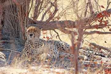 Naklejka na ściany i meble Wild Cheetah (Acinonyx jubatus) looking directly ahead while resting next to a large tree trunk in Hwange National Park, Zimbabwe