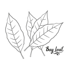 hand drawn bay leaf, spicy ingredient, bay leaf logo, healthy organic food, spice bay leaf isolated on white background, culinary herbs, label, food, natural healthy food, vector graphic to design