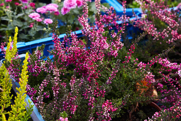 Calluna vulgaris (known as common heather, ling, or simply heather). Diversity of plants in city flowerpot. Heather of various species. colorful erica heather arrangement in autumn close up