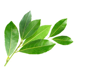 An overhead photo of bay leaves, green laurel twig and two leaves. Bay branch isolated on white. Place for text, copyspace.