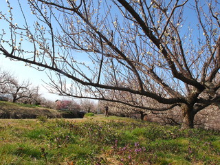 Japanese plum tree