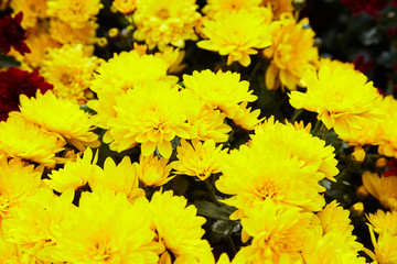 Chrysanthemum flowers as a background close up. Yellow Chrysanthemums. Chrysanthemum wallpaper. Floral background. Selective focus.