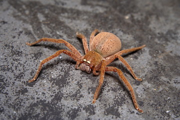 Badge Huntsman Spider 'Neosparassus diana'