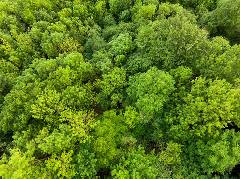 WAld von Oben - Luftaufnahme