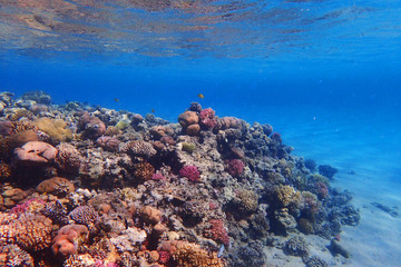 coral reef in Egypt