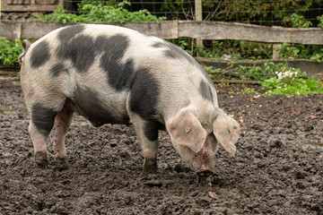 Buntes Bentheimer Schwein
