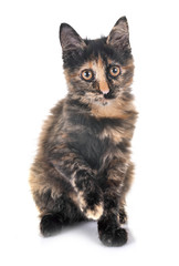 kitten in studio