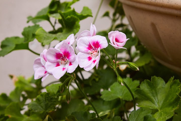 Blooming pink flowers of potted Begonia boliviensis in garden. 