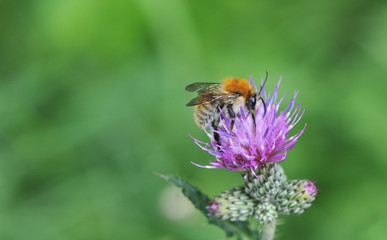 Close-up of an Orange and Yellow bee who gathering pollen of a purple flower