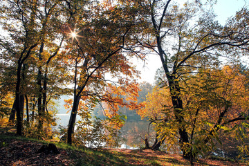 incredibly beautiful autumn forest landscape