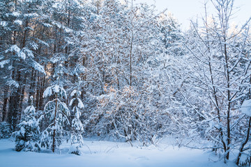 Beautiful winter scenery with forest full of trees covered snow