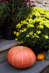 Pumpkins and Lots of Chrysanthemum flowers at the seasonal autumn market 