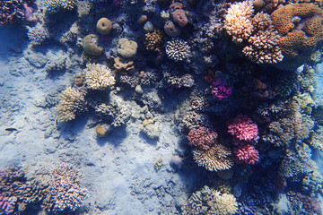 coral reef in Egypt