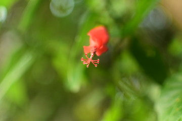 Beauty of Flower