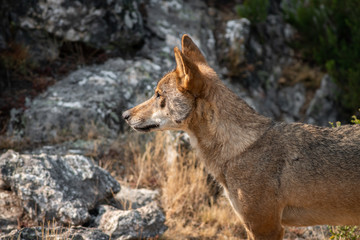 Iberian wolf profile view looking to the left of the frame