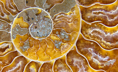 Closeup macrophotograph of a fossil ammonite shell (Cleoniceras cleon) from the Mid Cretaceous geologic period (~110 million years ago or mya) showing the intricate coils and chambers of the internal structure of the invertebrate.