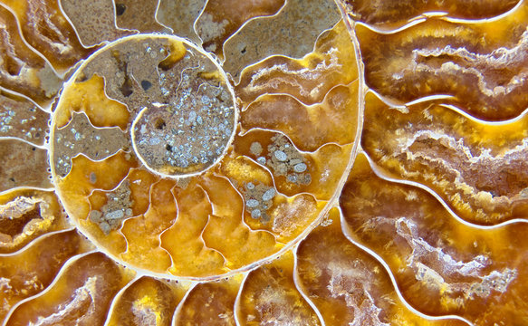 Closeup macrophotograph of a fossil ammonite shell (Cleoniceras cleon) from the Mid Cretaceous geologic period (~110 million years ago or mya) showing the intricate coils and chambers of the internal structure of the invertebrate.