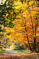 incredibly beautiful autumn forest landscape with a lake