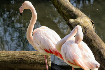 flamingo in zoo